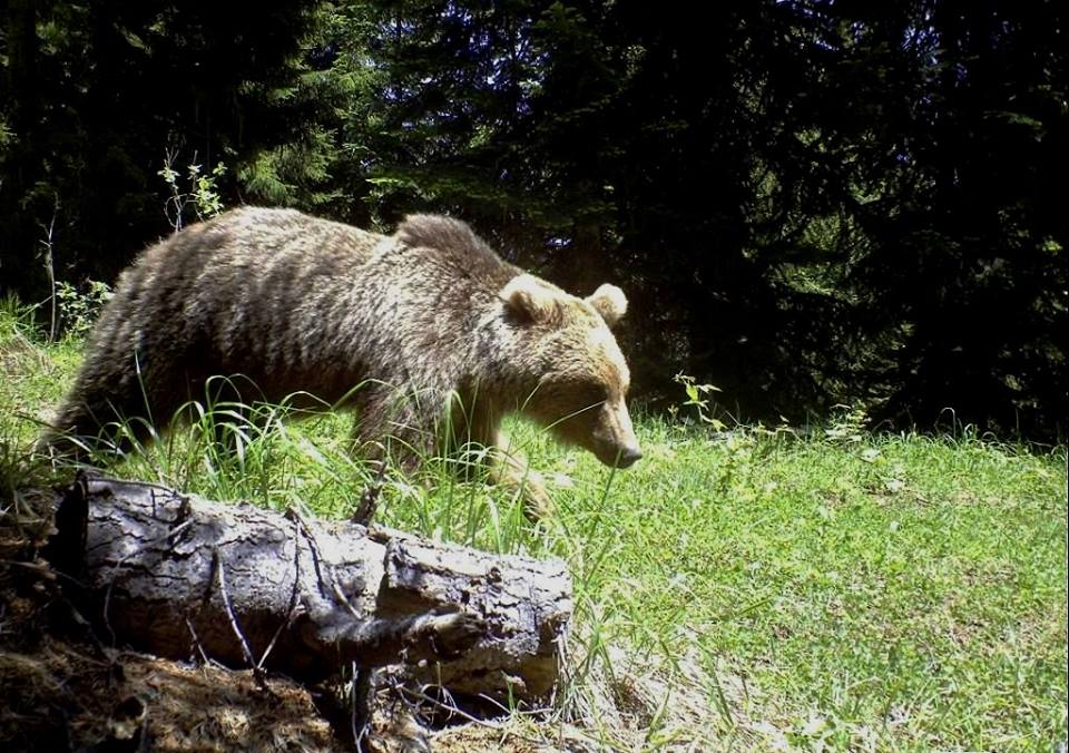 Spring blossom in Borjomi-Kharagauli National Park of Georgia geotv.ge